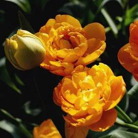 Sunlover Tulip Bulbs (Tulipa Sunlover) 2